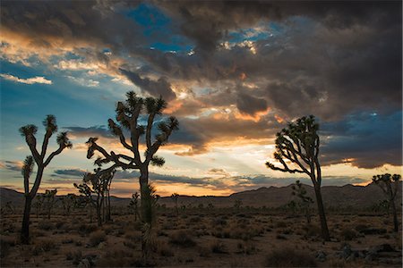 exploring - Dusk at Joshua Tree National Park, California, US Foto de stock - Sin royalties Premium, Código: 614-07911753