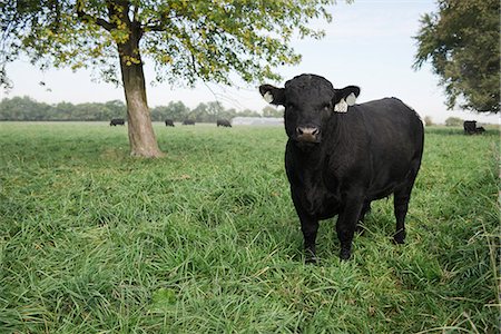 simsearch:614-08126666,k - Portrait of a black cow in field, Missouri, USA Photographie de stock - Premium Libres de Droits, Code: 614-07911862