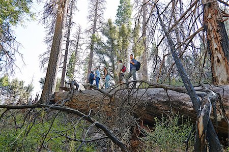 scaling - Five young adult friends hiking on fallen tree in forest, Los Angeles, California, USA Stock Photo - Premium Royalty-Free, Code: 614-08000194