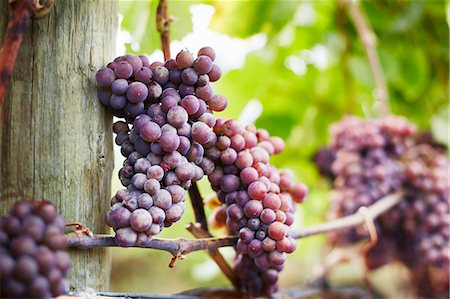 Close up of bunches of red grapes on vine, Kelowna, British Columbia, Canada Foto de stock - Royalty Free Premium, Número: 614-08000287