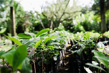 Rows of plants growing in garden, Cebu, Philippines Foto de stock - Sin royalties Premium, Código: 614-08000337