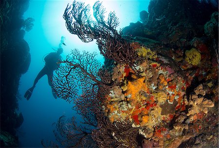 ste lucie - Diver on coral reef. Photographie de stock - Premium Libres de Droits, Code: 614-08000454