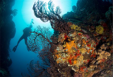 Diver on coral reef. Foto de stock - Sin royalties Premium, Código: 614-08000454