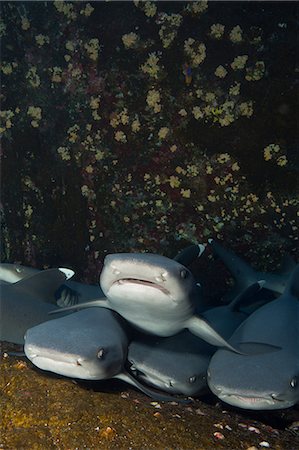 revillagigedo island - Gaggle of Sharks. Stock Photo - Premium Royalty-Free, Code: 614-08000459