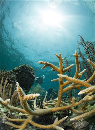 Snorkeler framed by hard coral. Foto de stock - Sin royalties Premium, Código: 614-08000451