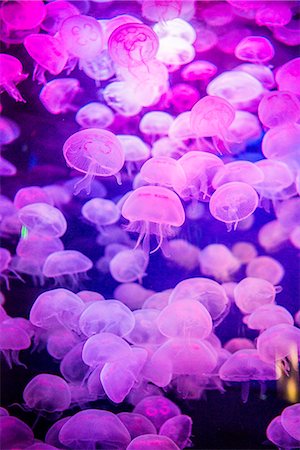 simsearch:614-07194715,k - Pink jellyfish in San Francisco aquarium, California, USA Photographie de stock - Premium Libres de Droits, Code: 614-08030554