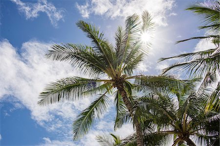 simsearch:614-09178489,k - Palm trees in sunlight, Honolulu, Hawaii, USA Foto de stock - Sin royalties Premium, Código: 614-08030555