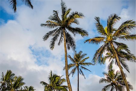 simsearch:614-09178489,k - View of palm trees, Kaaawa, Oahu, Hawaii, USA Foto de stock - Sin royalties Premium, Código: 614-08030558