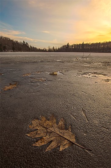 Oak leaf frozen in Lac des Bouleaux at sunset, Mont-Saint-Bruno National Park, St-Bruno-de-Montarville, Quebec, Canada Stock Photo - Premium Royalty-Free, Image code: 614-08030641