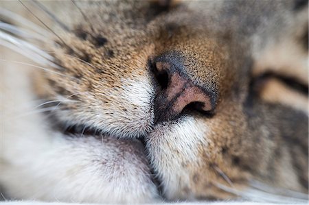 Close up of cat's nose, mouth, whiskers Photographie de stock - Premium Libres de Droits, Code: 614-08031182