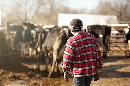 Rear view of boy herding cows in dairy farm yard Stock Photo - Premium Royalty-Free, Code: 614-08065932