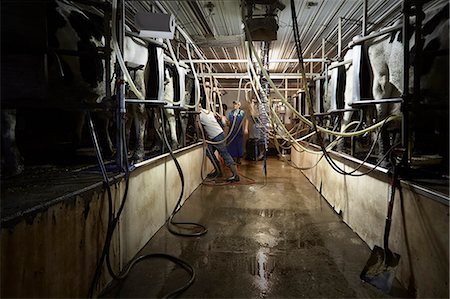 Brothers and sister attaching milk machines to cows on dairy farm Foto de stock - Sin royalties Premium, Código: 614-08065933