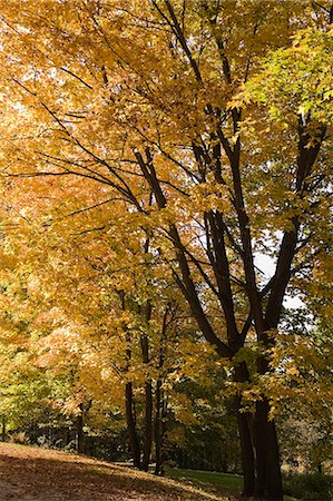 Acer, Maple trees with fallen leaves on ground, autumn Foto de stock - Sin royalties Premium, Código: 614-08119712