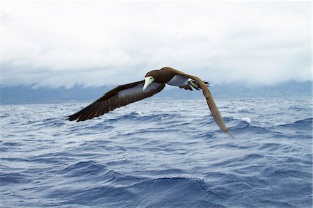Sea bird flying over ocean waves, close-up Foto de stock - Sin royalties Premium, Código: 614-08119737