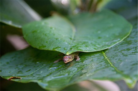 se cacher - Gecko hiding under leaves, close-up Photographie de stock - Premium Libres de Droits, Code: 614-08119731