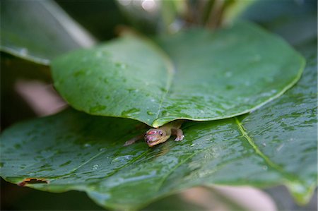 Gecko hiding under leaves, close-up Photographie de stock - Premium Libres de Droits, Code: 614-08119731