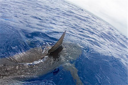 simsearch:614-08871727,k - Shark swimming in water, fin out of water, elevated view Foto de stock - Sin royalties Premium, Código: 614-08119750