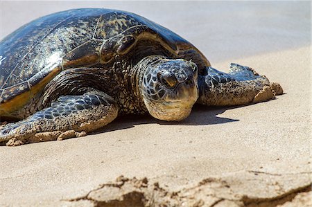 slow - Turtle on beach, close-up, Hawaii Photographie de stock - Premium Libres de Droits, Code: 614-08119761