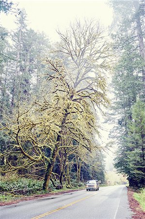 Car driving on road through redwood trees, Orik, Humboldt County, California, USA Stock Photo - Premium Royalty-Free, Code: 614-08119956