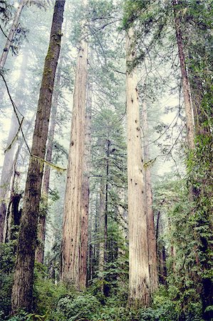 sequoia usa - Redwood trees, Orik, Humboldt County, California, USA Stock Photo - Premium Royalty-Free, Code: 614-08119957