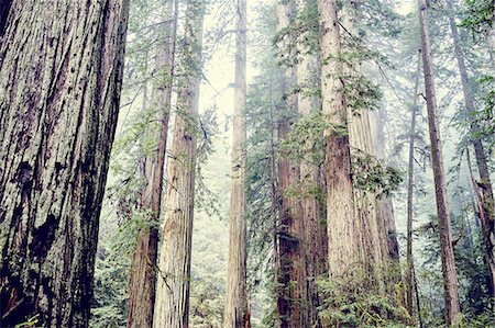 Redwood trees, Orik, Humboldt County, California, USA Stock Photo - Premium Royalty-Free, Code: 614-08119958