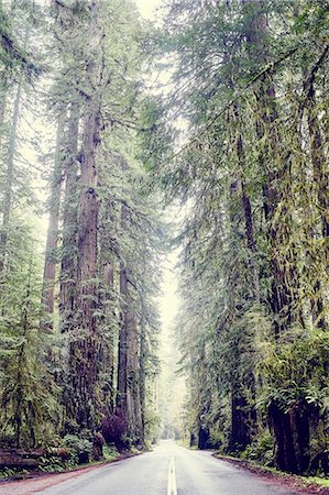Road through redwood trees, Orik, Humboldt County, California, USA Stock Photo - Premium Royalty-Free, Code: 614-08119959