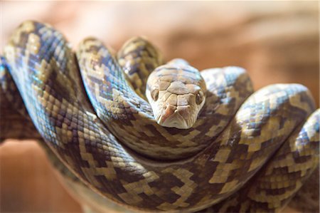 serpent - Close up portrait of brown snake coiled on tree branch, Australia Photographie de stock - Premium Libres de Droits, Code: 614-08126629
