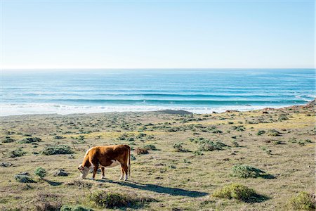 Cow grazing in coastal field, Big Sur, California, USA Stock Photo - Premium Royalty-Free, Code: 614-08126666