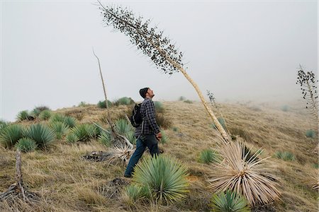 flowers mist - Male hiker looking up at dried yucca blossom, Big Sur, California, USA Stock Photo - Premium Royalty-Free, Code: 614-08126660