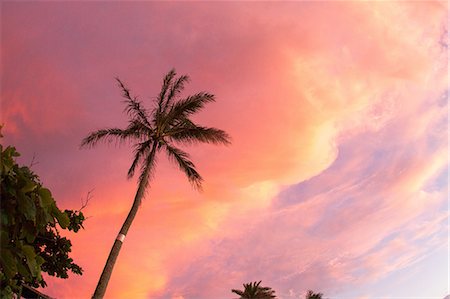 simsearch:614-08383692,k - Silhouette of palm tree against pink sky Foto de stock - Sin royalties Premium, Código: 614-08126695