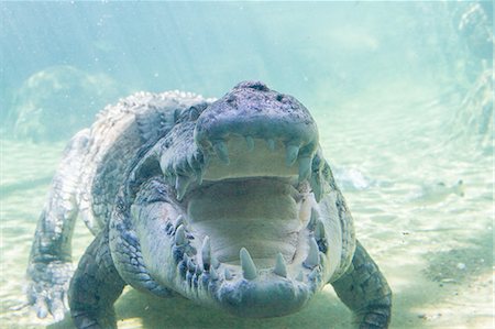 simsearch:700-02176583,k - Saltwater crocodile under water Foto de stock - Sin royalties Premium, Código: 614-08126701