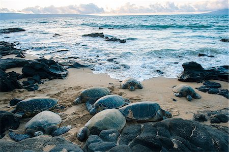 Group of green sea turtles on beach, Maui, Hawaii Fotografie stock - Premium Royalty-Free, Codice: 614-08126717