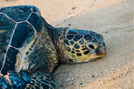 Portrait of green sea turtle on beach, Maui, Hawaii Foto de stock - Sin royalties Premium, Código: 614-08126718