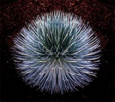 endemic - Silver sword plant, Haleakala National Park, Maui, Hawaii Stock Photo - Premium Royalty-Free, Code: 614-08126712