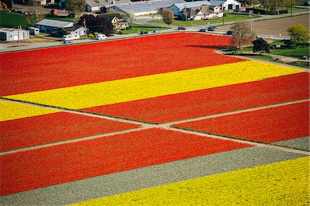 field tulip flowers nature - Aerial view of rows of yellow and red tulip fields Stock Photo - Premium Royalty-Free, Code: 614-08120020