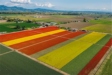 Aerial view of colorful tulip fields and distant mountains Stock Photo - Premium Royalty-Free, Code: 614-08120023
