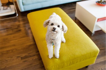 Portrait of dog sitting on stool Stock Photo - Premium Royalty-Free, Code: 614-08148298
