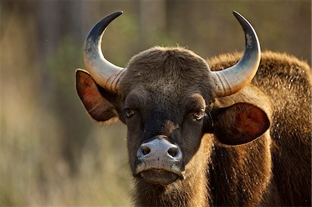 Gaur - Bos frontalis gaurus, Satpura National Park, Madhya Pradesh India Foto de stock - Sin royalties Premium, Código: 614-08148635