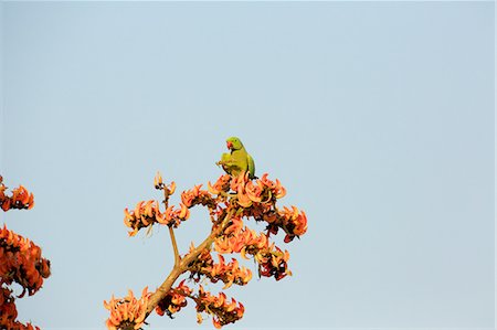 Rose-ringed parakeet - Psittacula krameri, Satpura National Park, Madhya Pradesh India Stock Photo - Premium Royalty-Free, Code: 614-08148637