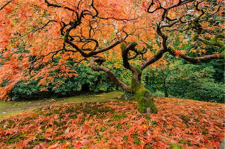 simsearch:614-08202062,k - Japanese maple with fallen red autumn leaves and twisted trunk Fotografie stock - Premium Royalty-Free, Codice: 614-08202060