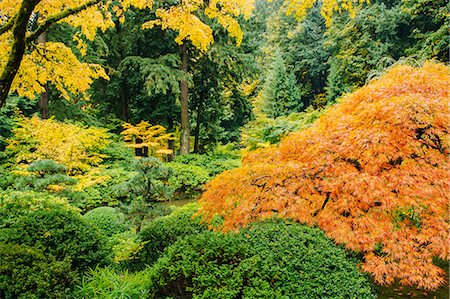 simsearch:614-08202062,k - Japanese garden in autumn with Japanese maple amongst various bushes and trees Fotografie stock - Premium Royalty-Free, Codice: 614-08202061