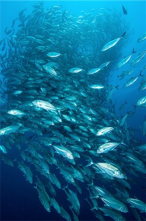 simsearch:614-08219877,k - Shoal of Big Eye Jacks (Caranx Sexfasciatus) Cabo Pulmo, Baja California Sue, Mexico Stock Photo - Premium Royalty-Free, Code: 614-08219877