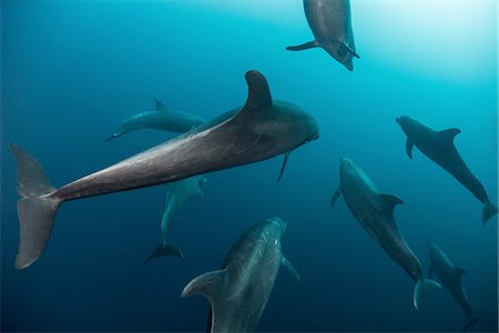 shoal (group of marine animals) - Shoal of Atlanic Bottle Nose Dolphins (Tursiops Truncatus) Socorro Island, Mexico Foto de stock - Sin royalties Premium, Código: 614-08219878