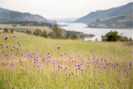 Wild flowers growing, Catherine's Ridge, Columbia River Gorge, Oregon, USA Fotografie stock - Premium Royalty-Free, Codice: 614-08219871