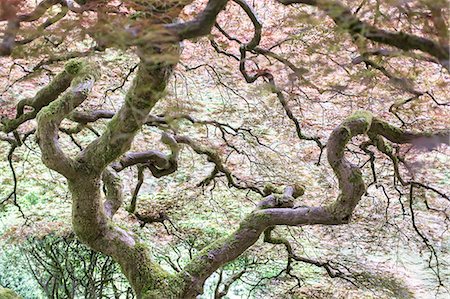 Japanese Garden, Portland, Oregon, USA Stock Photo - Premium Royalty-Free, Code: 614-08219906