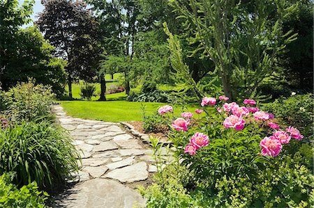 simsearch:614-08220107,k - Flagstone path and pink peony flowers (paeonia) garden border in spring season Stock Photo - Premium Royalty-Free, Code: 614-08220111