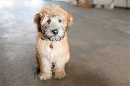 Portrait of puppy sitting on kitchen floor Stock Photo - Premium Royalty-Free, Code: 614-08270078