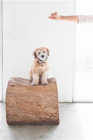 Portrait of puppy sitting on tree trunk seat Photographie de stock - Premium Libres de Droits, Code: 614-08270081