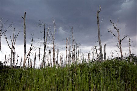 simsearch:696-03395999,k - Dead and broken trees against dramatic sky Photographie de stock - Premium Libres de Droits, Code: 614-08270208