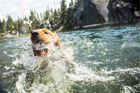 dog with mouth open - Dog splashing in water, High Sierra National Park, California, USA Stock Photo - Premium Royalty-Free, Code: 614-08270442